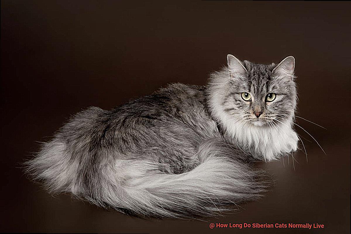 How Long Do Siberian Cats Normally Live-2