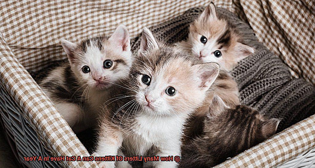 How Many Litters Of Kittens Can A Cat Have In A Year-2