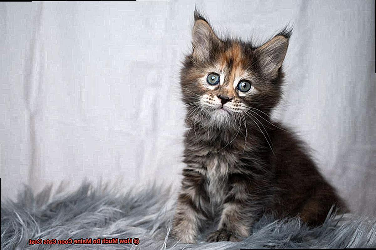 How Much Do Maine Coon Cats Cost-3