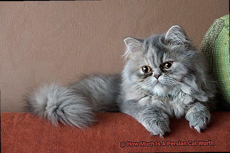 How Much Is A Persian Cat Worth-3