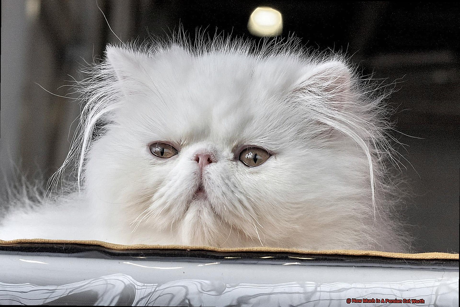 How Much Is A Persian Cat Worth-2