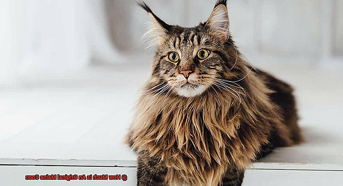 How Much Is An Original Maine Coon-2