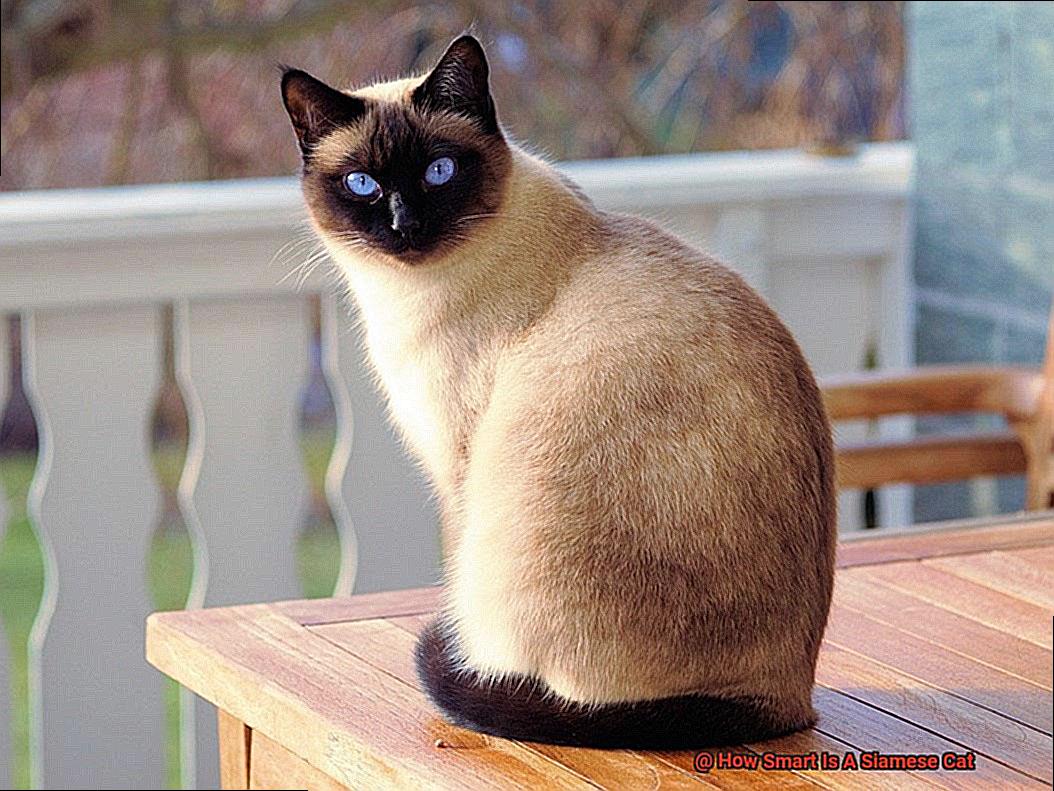 How Smart Is A Siamese Cat-2