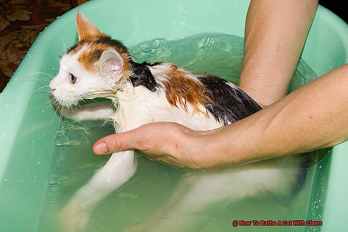 How To Bathe A Cat With Claws-3