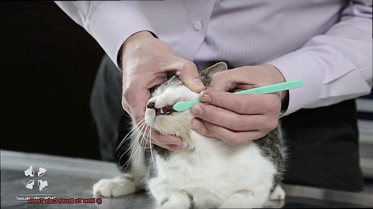 How To Brush Cats Teeth-3