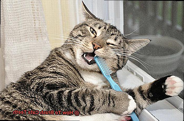 How To Brush Cats Teeth-4
