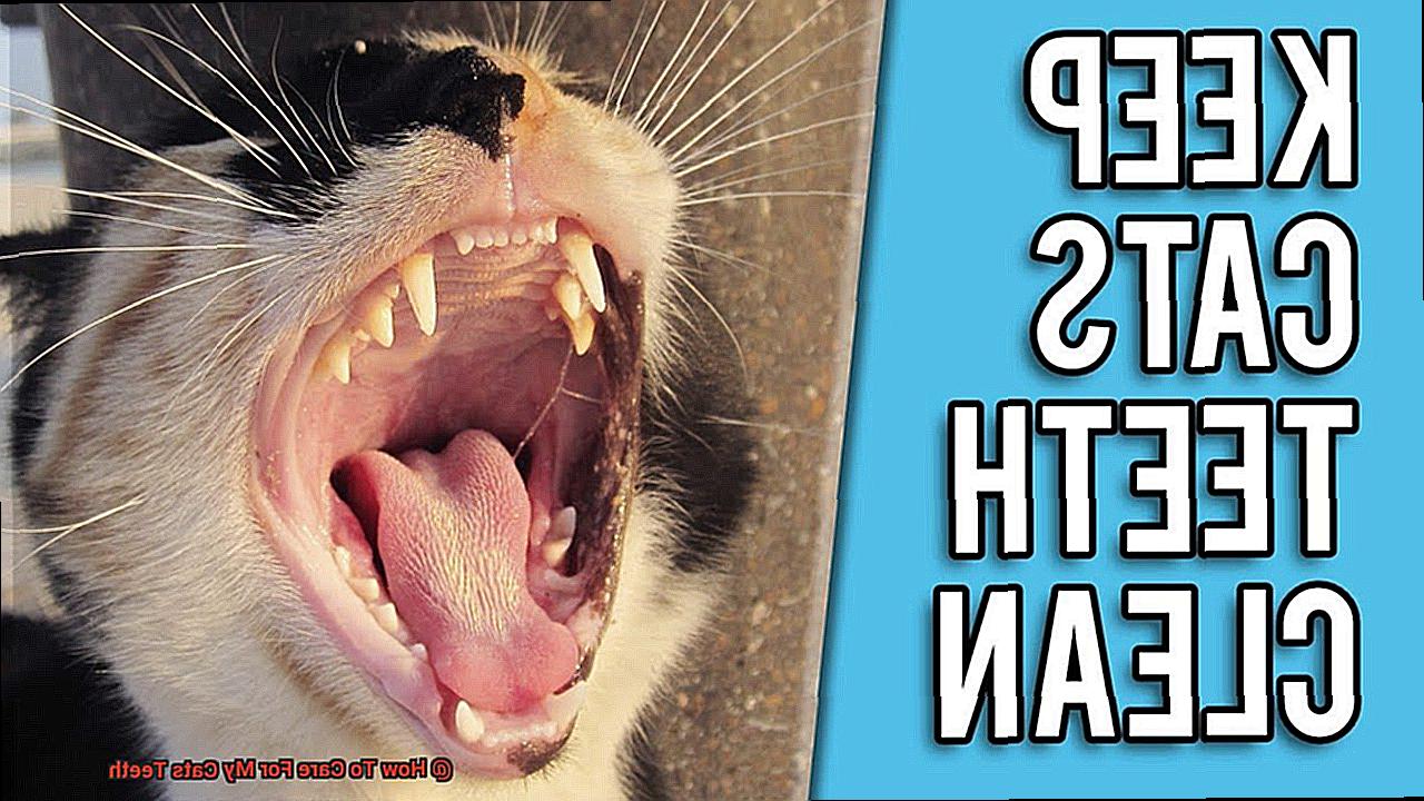 How To Care For My Cats Teeth-2