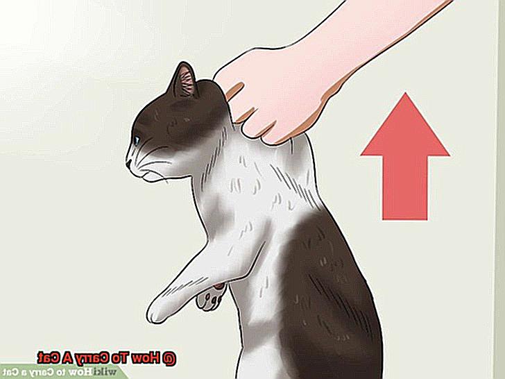 How To Carry A Cat-2