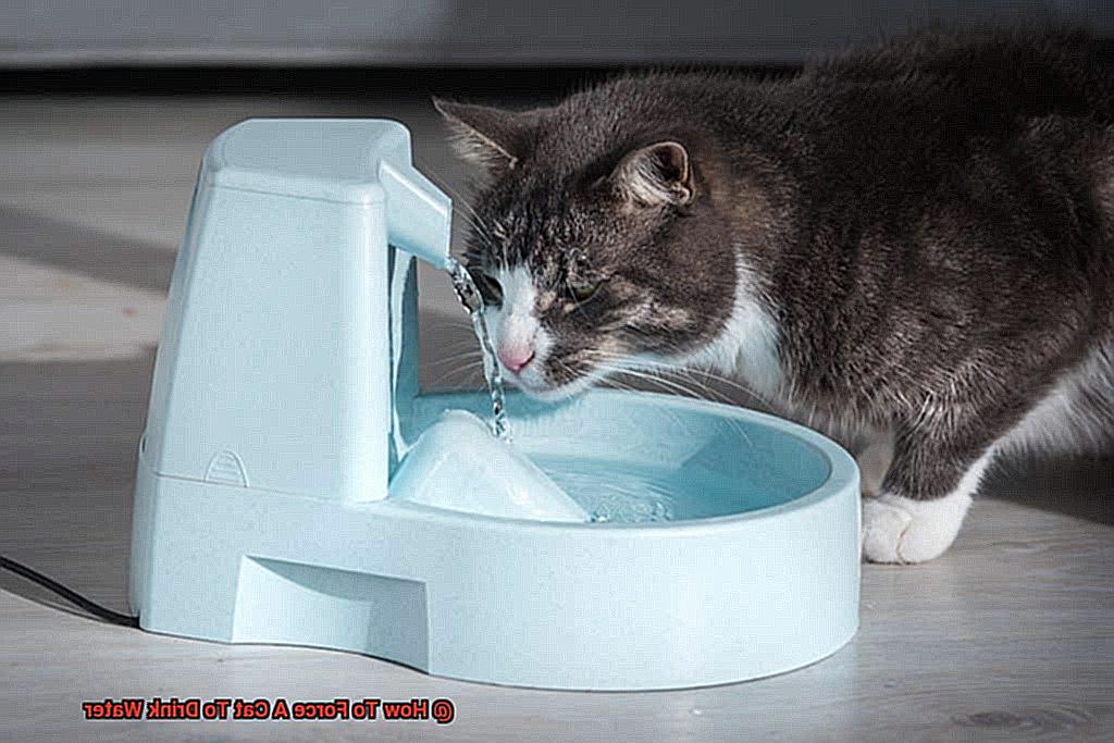 How To Force A Cat To Drink Water-2