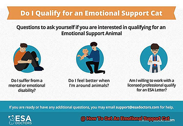 How To Get An Emotional Support Cat-4