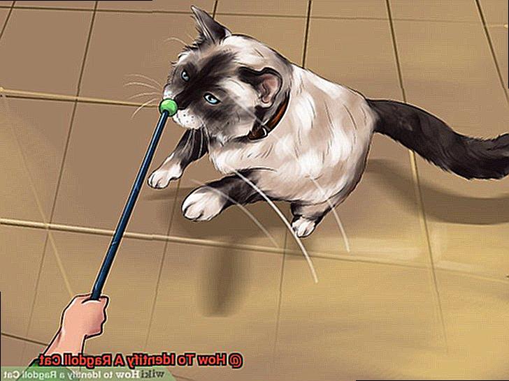 How To Identify A Ragdoll Cat-2