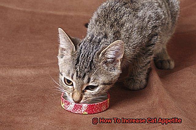 How To Increase Cat Appetite-2