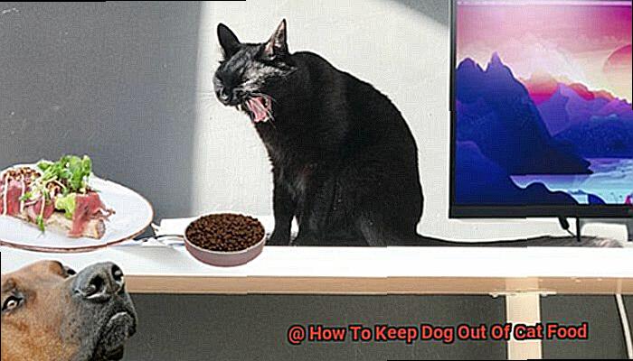 How To Keep Dog Out Of Cat Food-3