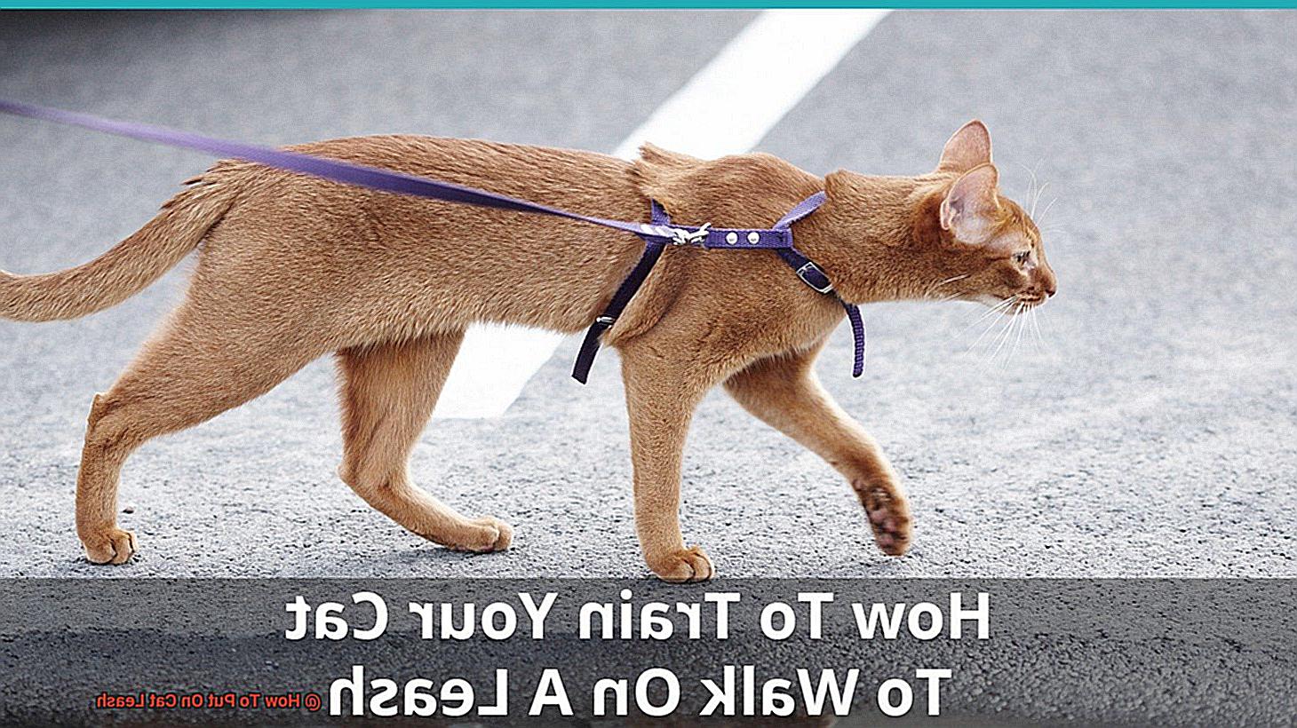 How To Put On Cat Leash-5