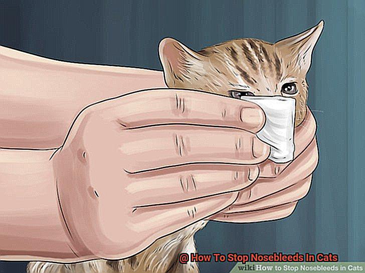 How To Stop Nosebleeds In Cats-2