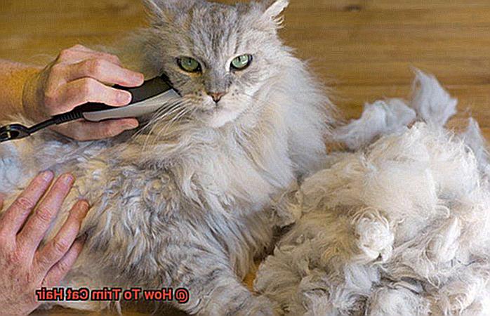 How To Trim Cat Hair-3