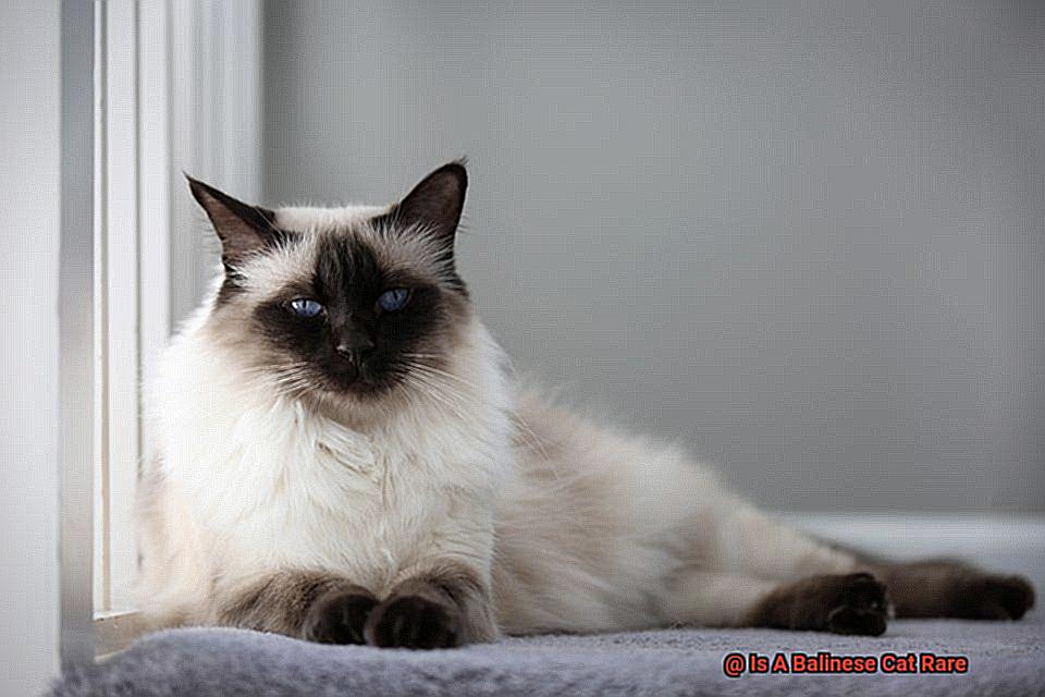 Is A Balinese Cat Rare-2