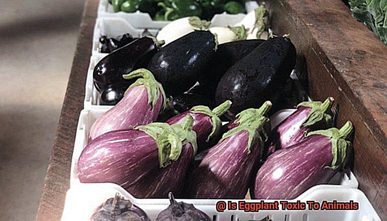 Is Eggplant Toxic To Animals-2