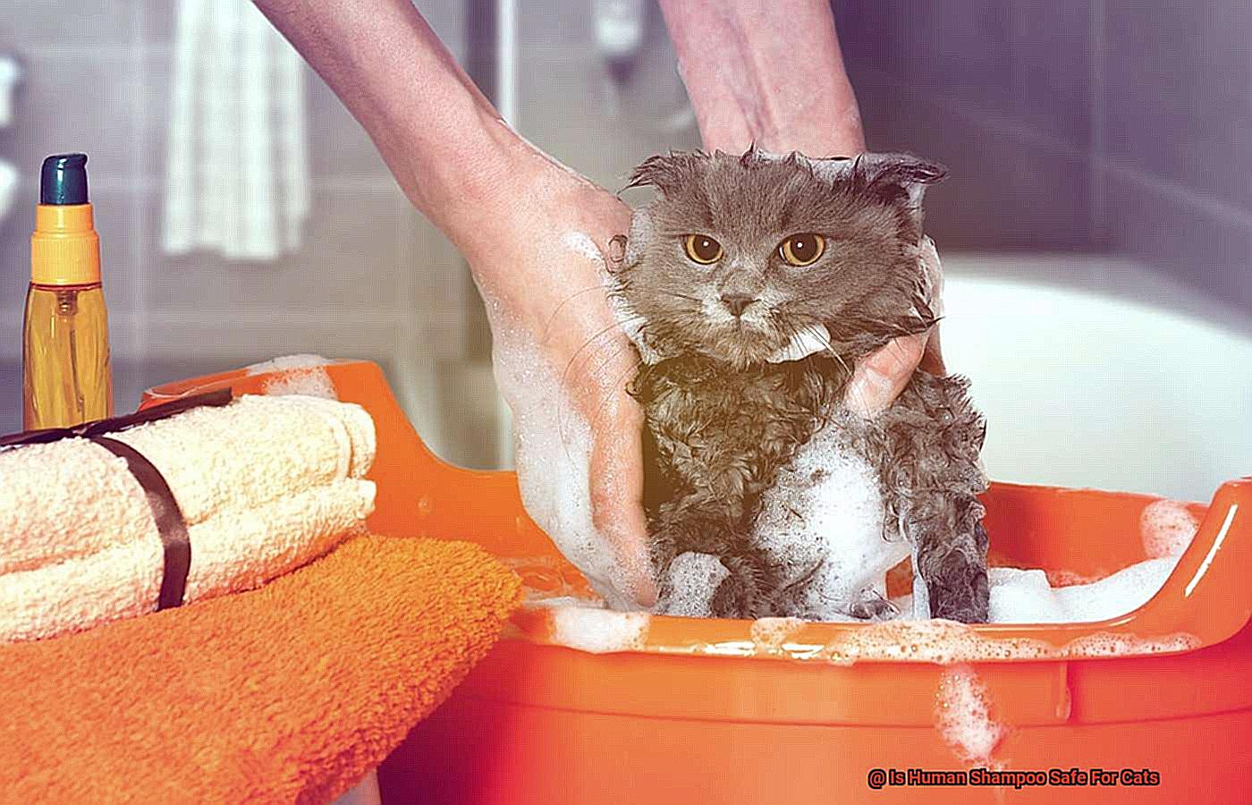 Is Human Shampoo Safe For Cats-2