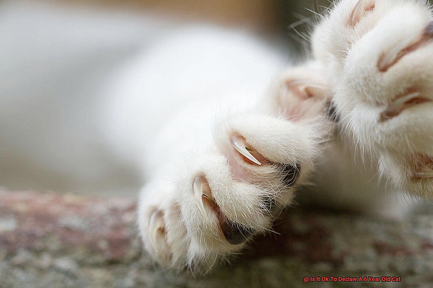 Is It Ok To Declaw A 6 Year Old Cat-2