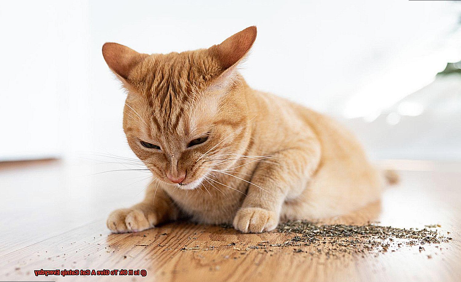 Is It Ok To Give A Cat Catnip Everyday-2