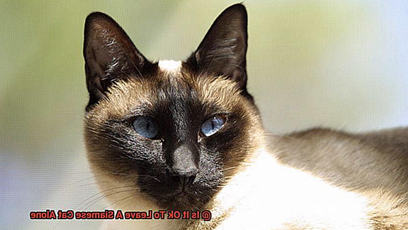 Is It Ok To Leave A Siamese Cat Alone-2
