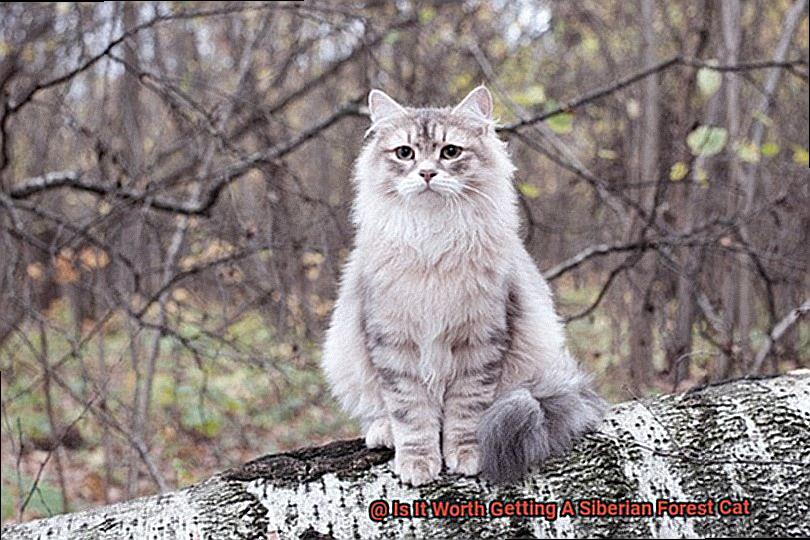 Is It Worth Getting A Siberian Forest Cat-2