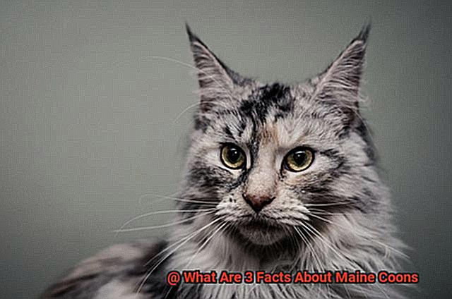 What Are 3 Facts About Maine Coons-2