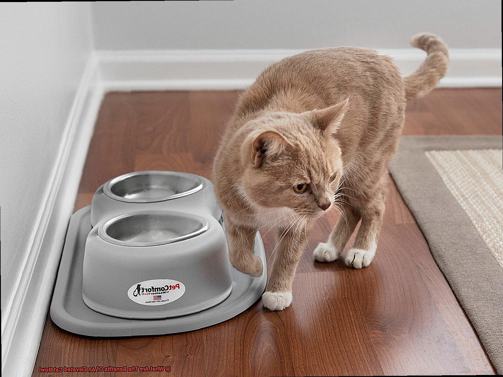 What Are The Benefits Of An Elevated Cat Bowl-2