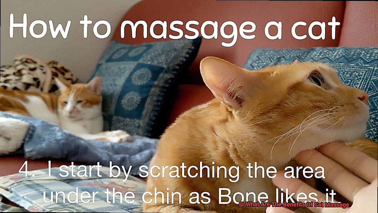 What Are The Benefits Of Cat Massage-2