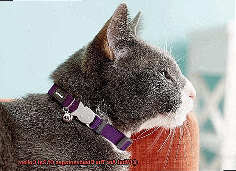 What Are The Disadvantages Of Cat Collars-2