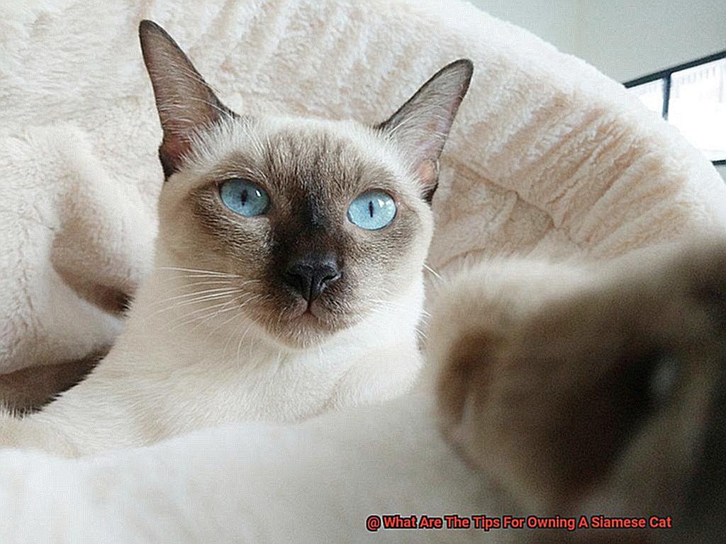 What Are The Tips For Owning A Siamese Cat-3