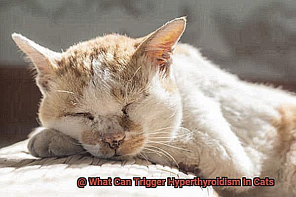 What Can Trigger Hyperthyroidism In Cats-2