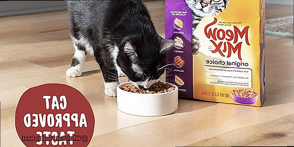 What Cat Food Is Best-2