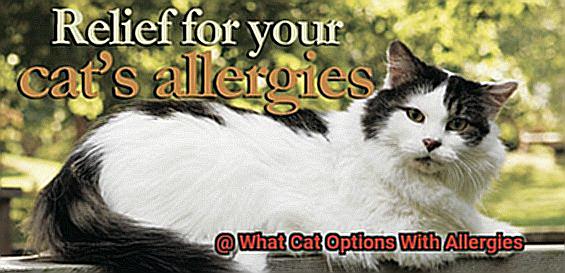 What Cat Options With Allergies-2