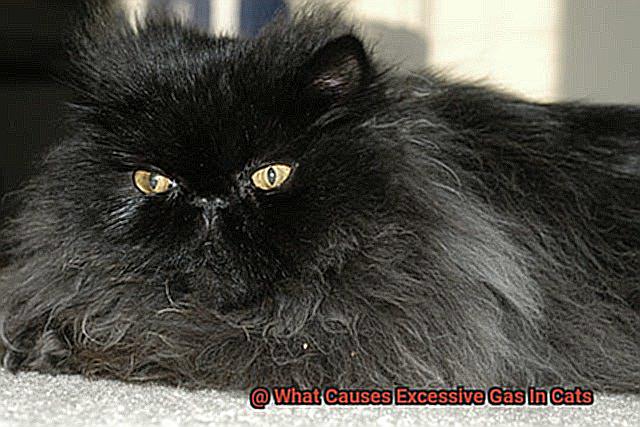 what-causes-excessive-gas-in-cats-21cats