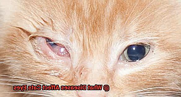 What Diseases Affect Cats Eyes-2