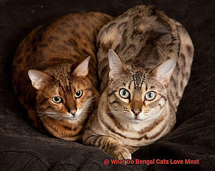 What Do Bengal Cats Love Most-2