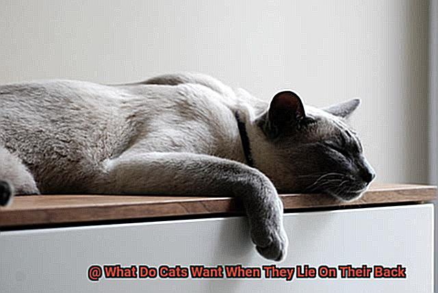 What Do Cats Want When They Lie On Their Back-2
