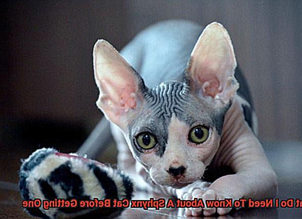 What Do I Need To Know About A Sphynx Cat Before Getting One-2