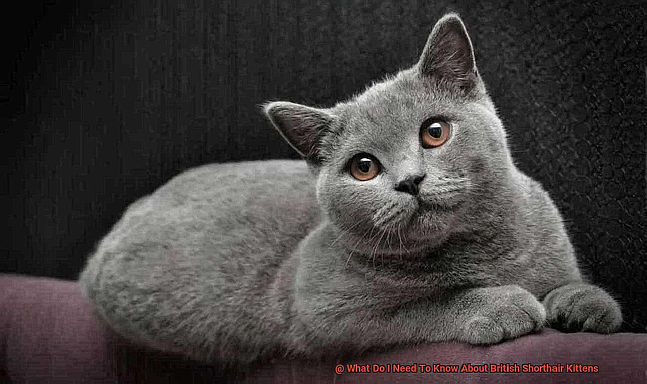 What Do I Need To Know About British Shorthair Kittens-2