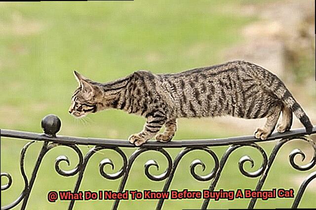 What Do I Need To Know Before Buying A Bengal Cat-2