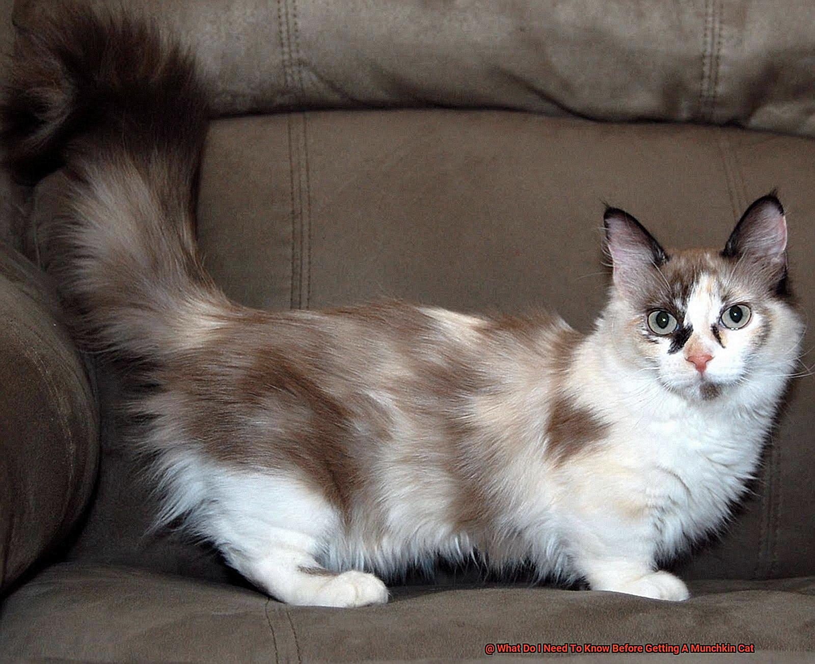 What Do I Need To Know Before Getting A Munchkin Cat-2