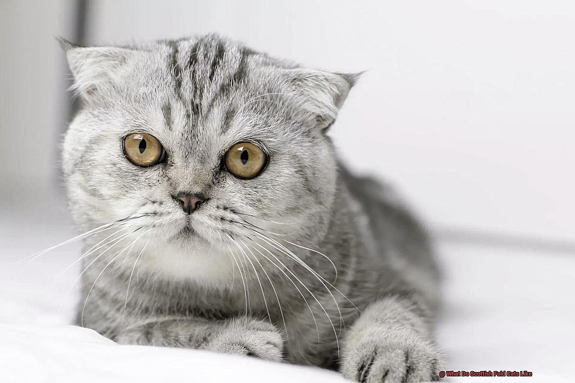 What Do Scottish Fold Cats Like-2