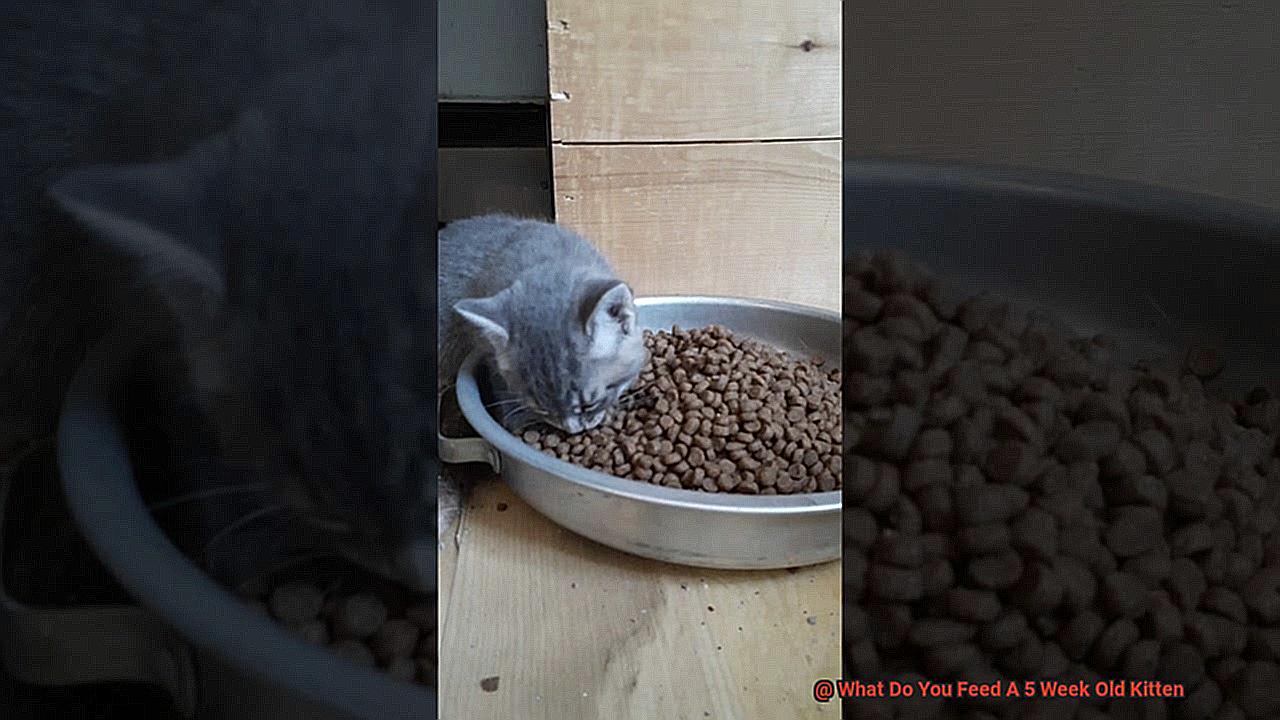 What Do You Feed A 5 Week Old Kitten-2
