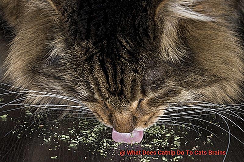 What Does Catnip Do To Cats Brains-2