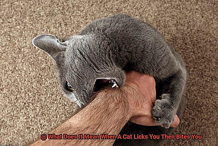 What Does It Mean When A Cat Licks You Then Bites You-2