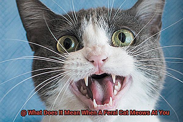 What Does It Mean When A Feral Cat Meows At You-2