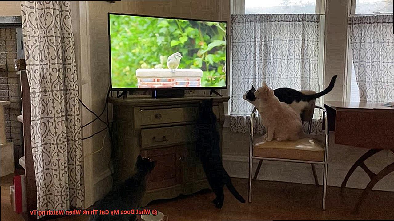 What Does My Cat Think When Watching Tv-2