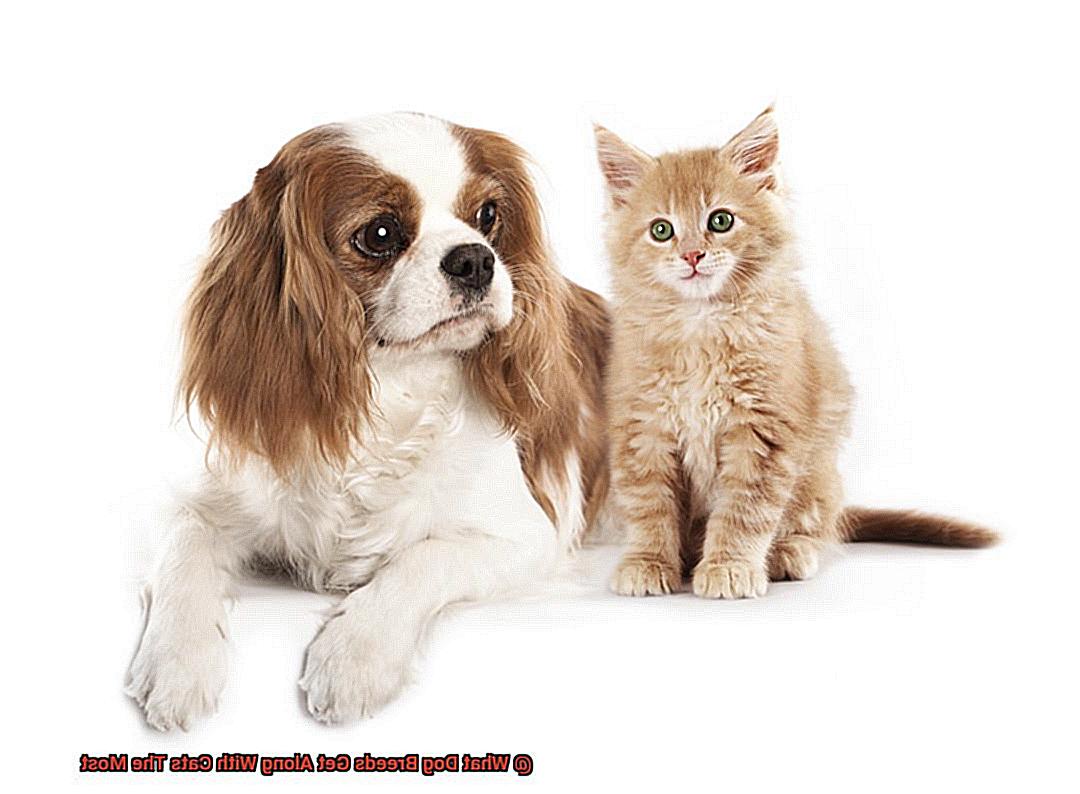 What Dog Breeds Get Along With Cats The Most-2